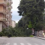 tiglio via tagliamento