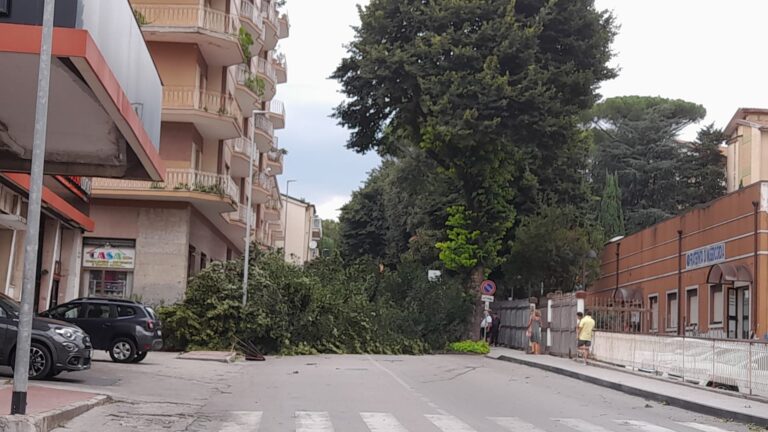 FOTO/ Cade un tiglio, paura a Via Tagliamento. Sul posto Polizia Locale e Vigili del Fuoco