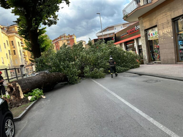 Tiglio caduto, gli agronomi: “Controlli a via Tagliamento e in altre zone della città”