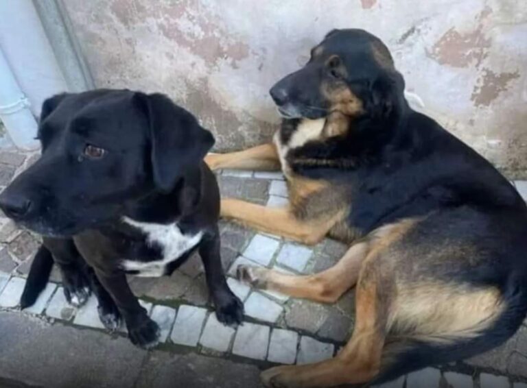 Miguel e Sofia, due “cani di quartiere” uccisi a fucilate: la denuncia di Borrelli