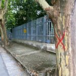Platani abbattere