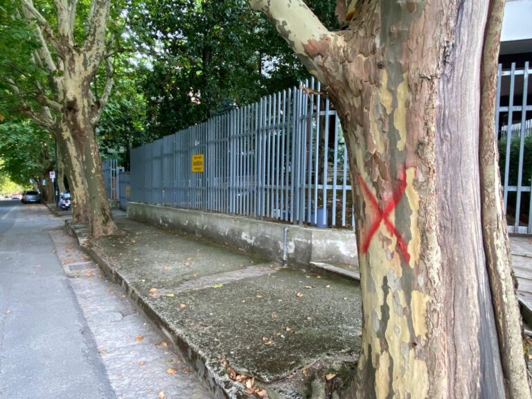 FOTO/ Cancro colorato e non solo: tre i platani da abbattere in città