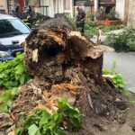 albero via tagliamento