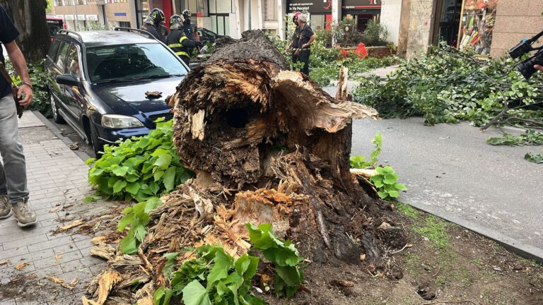 Tiglio caduto, Legambiente chiede interventi urgenti sul verde pubblico