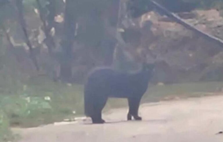 Atripalda, avvistato un grosso felino. Niente pantera, sarà un Serval?