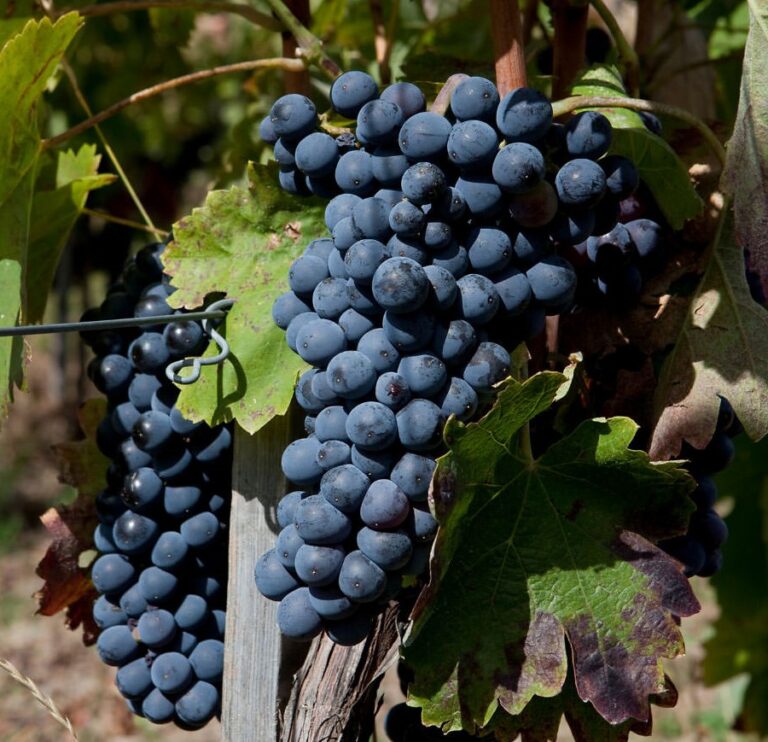 Vendemmia, l’allarme: ad Avellino difficoltà a trovare manodopera