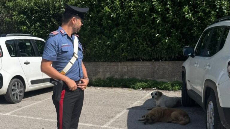 Abbandona tre suoi cani nel cortile di una scuola ma viene denunciato
