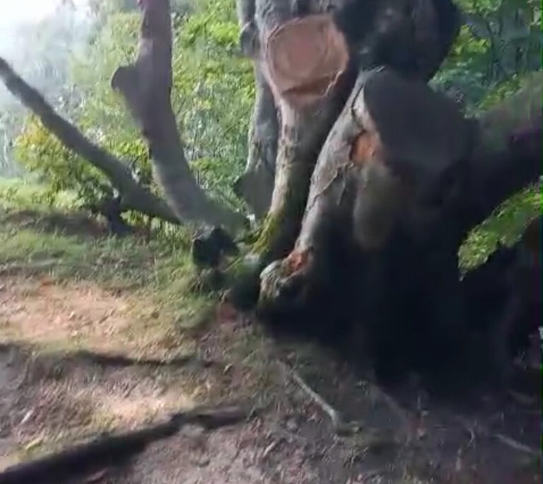 VIDEO/ Ripe della Falconara ancora “sfregiata”. La denuncia video di un nostro lettore