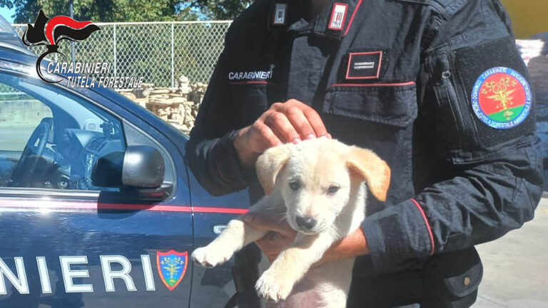 Traffico illegale di animali da compagnia: commerciante denunciato dai Carabinieri Forestali