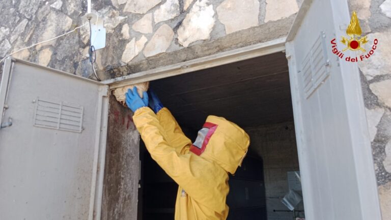 Torella Dei Lombardi, eccezionale favo di calabroni in una cabina Enel