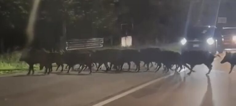 VIDEO/ Vallo Lauro. una “colonna” di cinghiali a spasso a pochi passi dal centro abitato