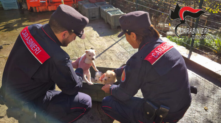 Montefredane, i Carabinieri Forestali salvano quattro cuccioli