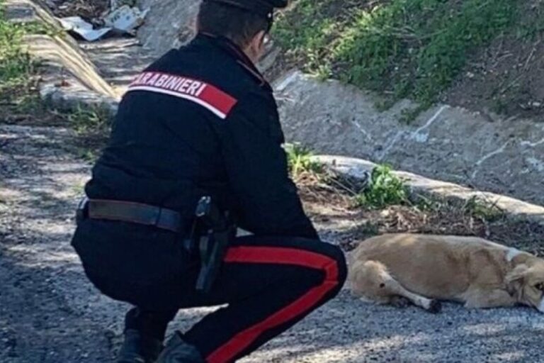 Maltratta un cane con un bastone e viene denunciata dai Carabinieri