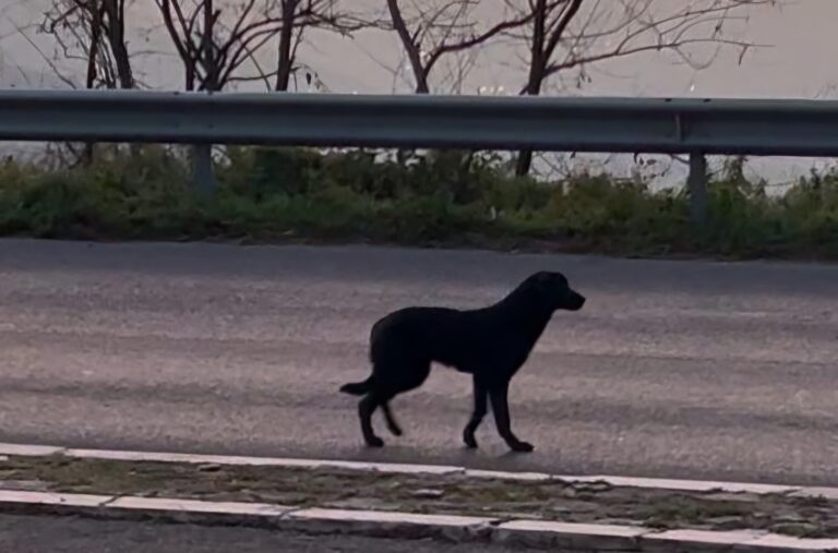 Randagismo, niente più canile per gli animali “adulti”: a Taurano il Comune adotta i cani liberi