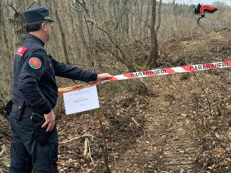 Distruzione di un bosco in area sottoposta a vincolo idrogeologico: i Carabinieri denunciano il proprietario del fondo