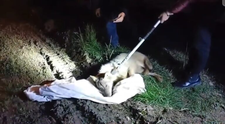 Lupo investito sulla Variante, salvato da veterinari Asl e Municipale