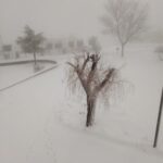 neve