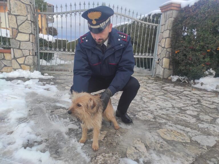 Cucciolo salvato dai Carabinieri sulla SP 303 tra Frigento e Gesualdo:  affidato ad una casa rifugio di Sturno