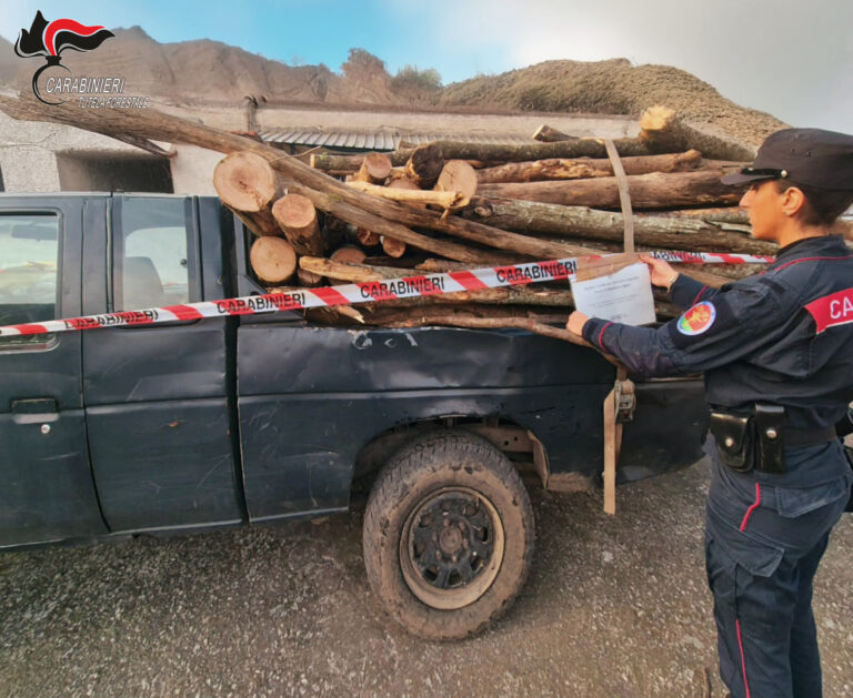 I Carabinieri Forestali denunciano due persone per  taglio abusivo e furtivo di piante