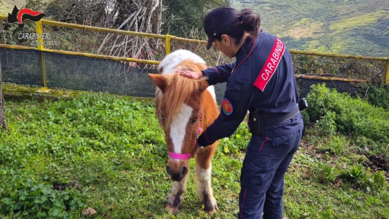 I Carabinieri soccorrono tre pony abbandonati in un parco pubblico