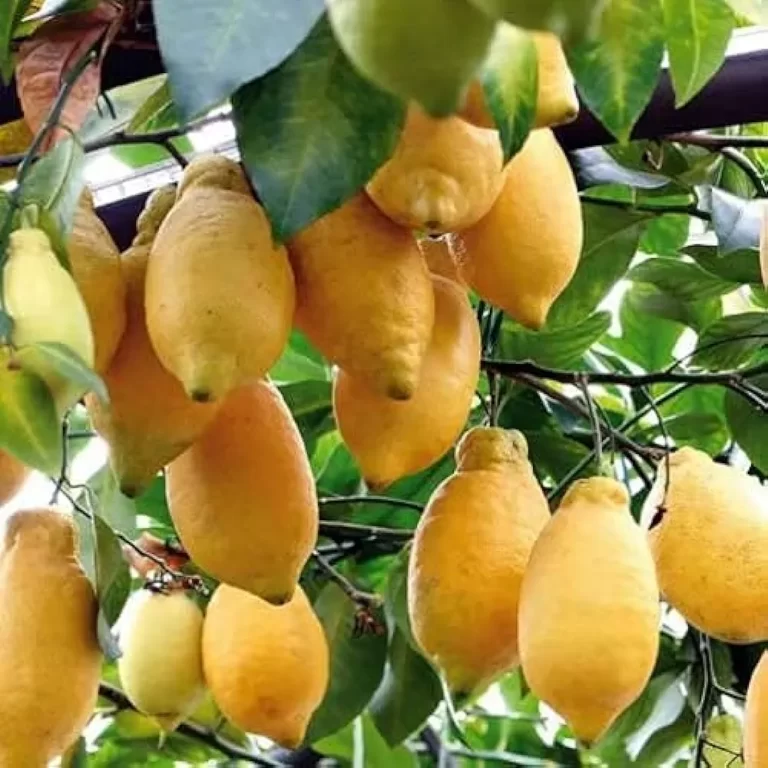 Limoneto nel mirino dei ladri: indagini del Commissariato di Polizia