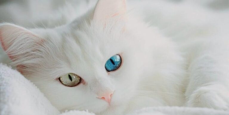 Il Comune di Grottolella aderisce alla Giornata e Festa Nazionale del Gatto