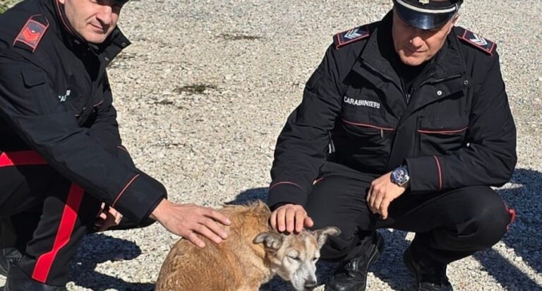 Manocalzati, i Carabinieri soccorrono un cagnolino ferito sulla strada