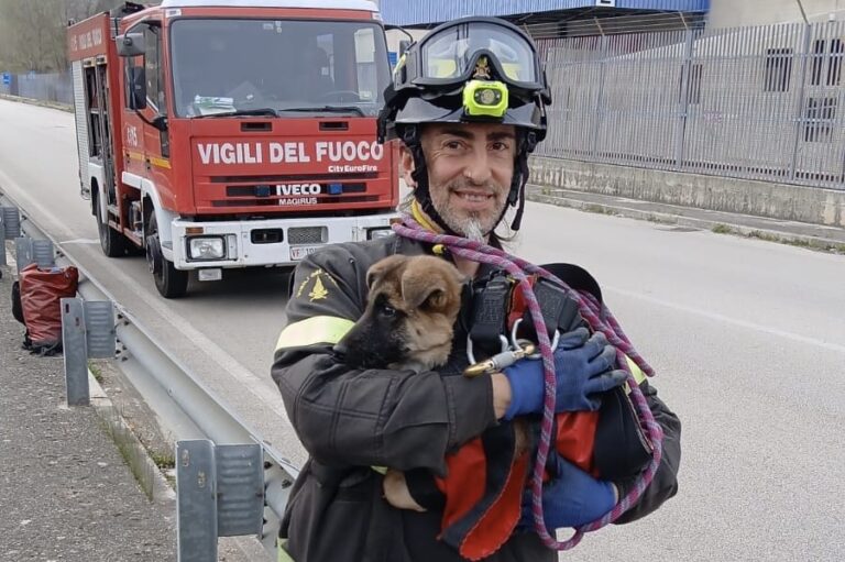 Cane resta bloccato in un canale: salvato dai caschi rossi