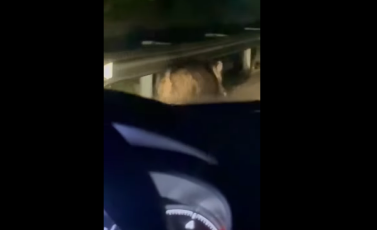 Un cinghiale a spasso tra i tornanti della Taurano-Monteforte: aumentano le segnalazioni