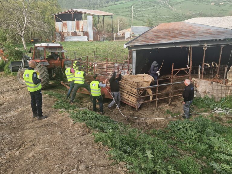 Animali incustoditi su terreni pubblici, ripristinata la legalità ad Avellino