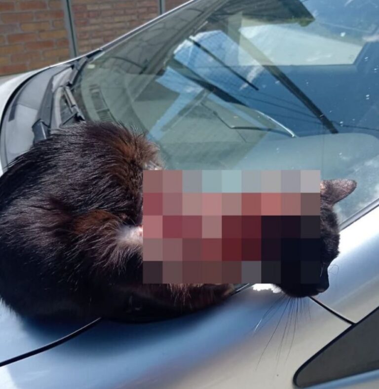 Morto dopo essere stato ustionato con l’acido, la vicenda di Pasqualino arriva in Parlamento