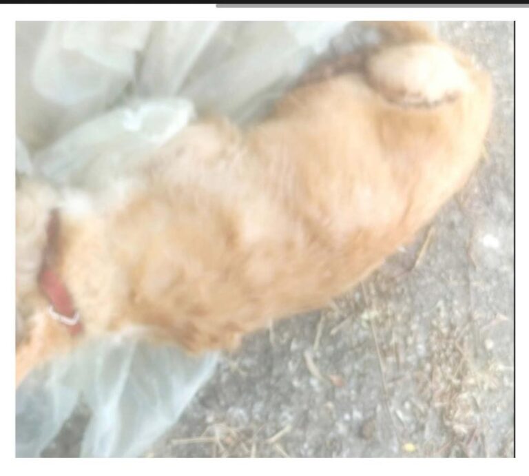 Cagnolino morto e abbandonato in una busta nelle campagne: segnalazione in Procura