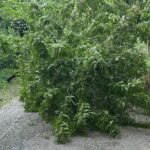 albero caduto santo stefano del sole