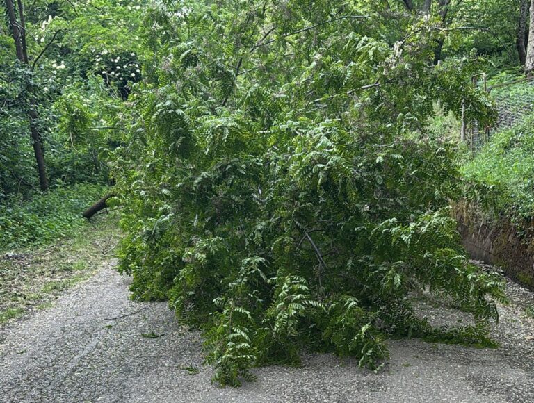 Santo Stefano del Sole, albero caduto in via Madonnelle