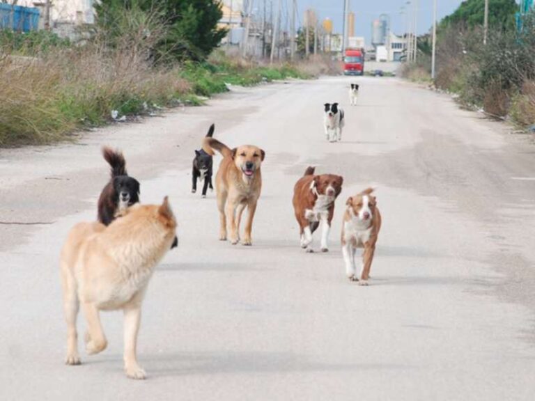 Leal diffida il comune di Moschiano: “Si ritiri l’ordinanza e si sterilizzi”