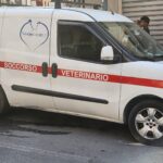 ambulanza veterinario