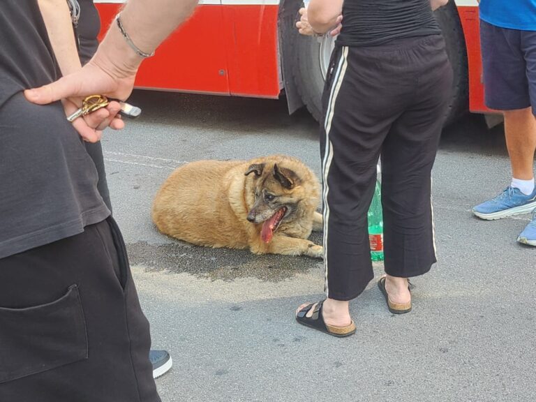 Acqua e carezze per “Pippo” il cane adottato dal quartiere investito in Via Circumvallazione