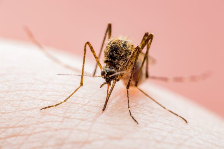 West Nile Virus, il M5S di Avellino chiede disinfestazione immediata