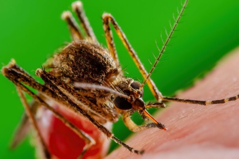 Cittadini sentinella contro il West Nile: è possibile segnalare carcasse di volatili
