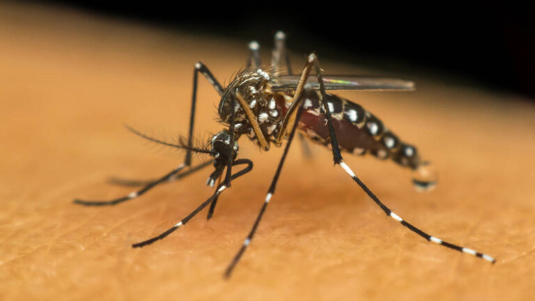 West Nile, quarta vittima in Campania