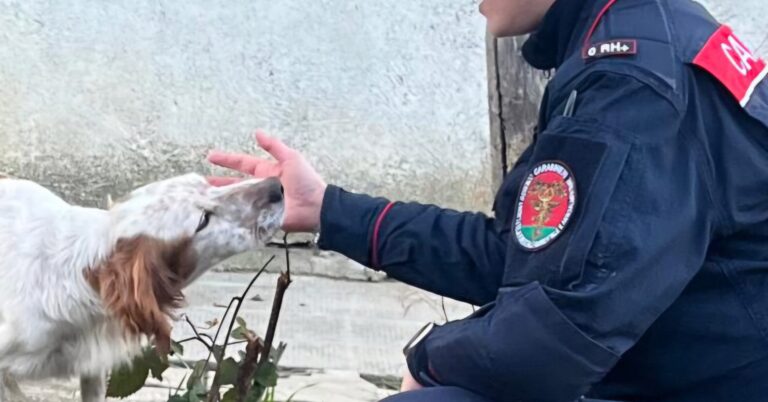 Senerchia, cani rinchiusi in box: morti senza acqua né cibo. LNDC denuncia due persone: “Crudeltà inaudita”