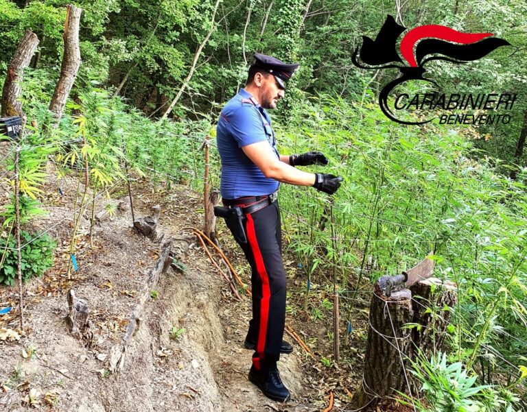 Val Fortore, piantagione di marijuana in un bosco e laboratorio artigianale a casa: arrestata una coppia