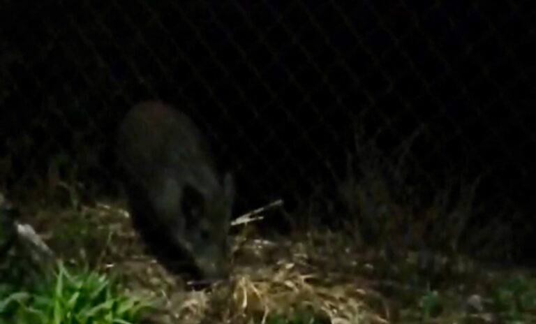 Lauro, il cinghiale che ogni sera viene avvistato a pochi passi dal centro