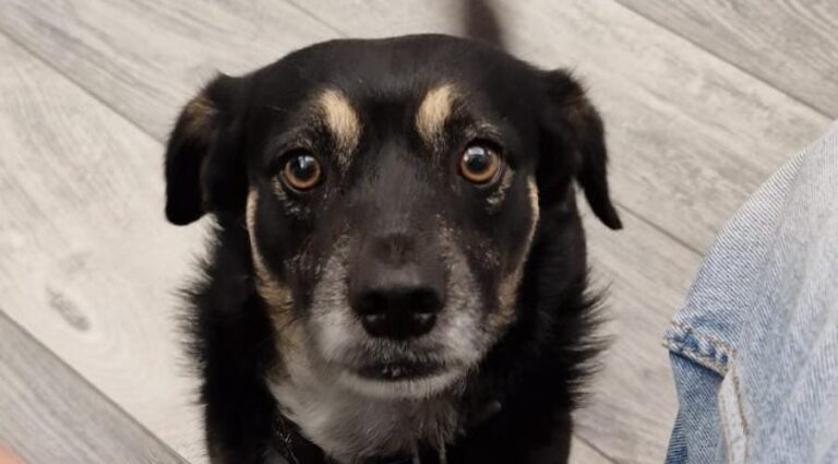 Chicco e Tobino: la 12ª Commissione chiede il riconoscimento come cani di quartiere