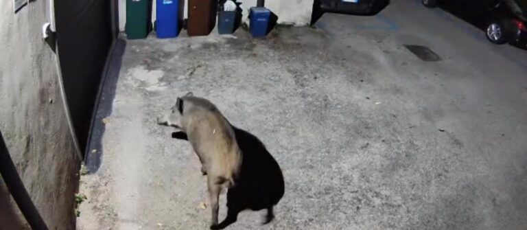 Solofra, riecco il cinghiale  che gira di notte nel centro del paese