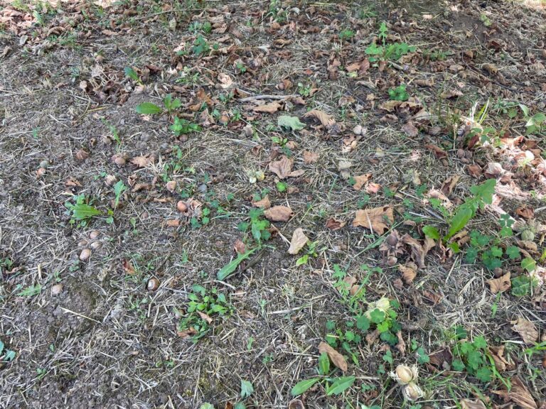 Confagricoltura Campania, calo produttivo oltre il 50% nelle nocciole