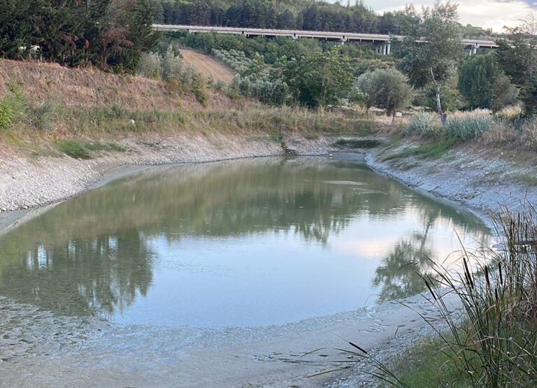Dopo le nocciole, la siccità mette in ginocchio anche gli ulivi e le colture