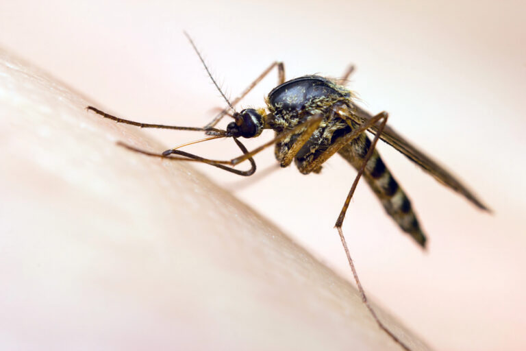 West Nile in Irpinia: disinfestazioni il 4-5-8 settembre, ecco i Comuni interessati, cosa fare e i numeri utili