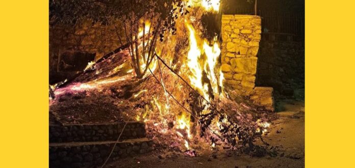 solofra tiglio monumentale della Madonna del Soccorso al quartiere Toppolo