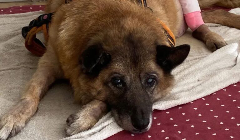 Pippo, parte la riabilitazione per il cane di quartiere: altro passo per la guarigione